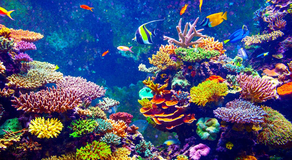 Reef