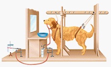 Pavlov experiment