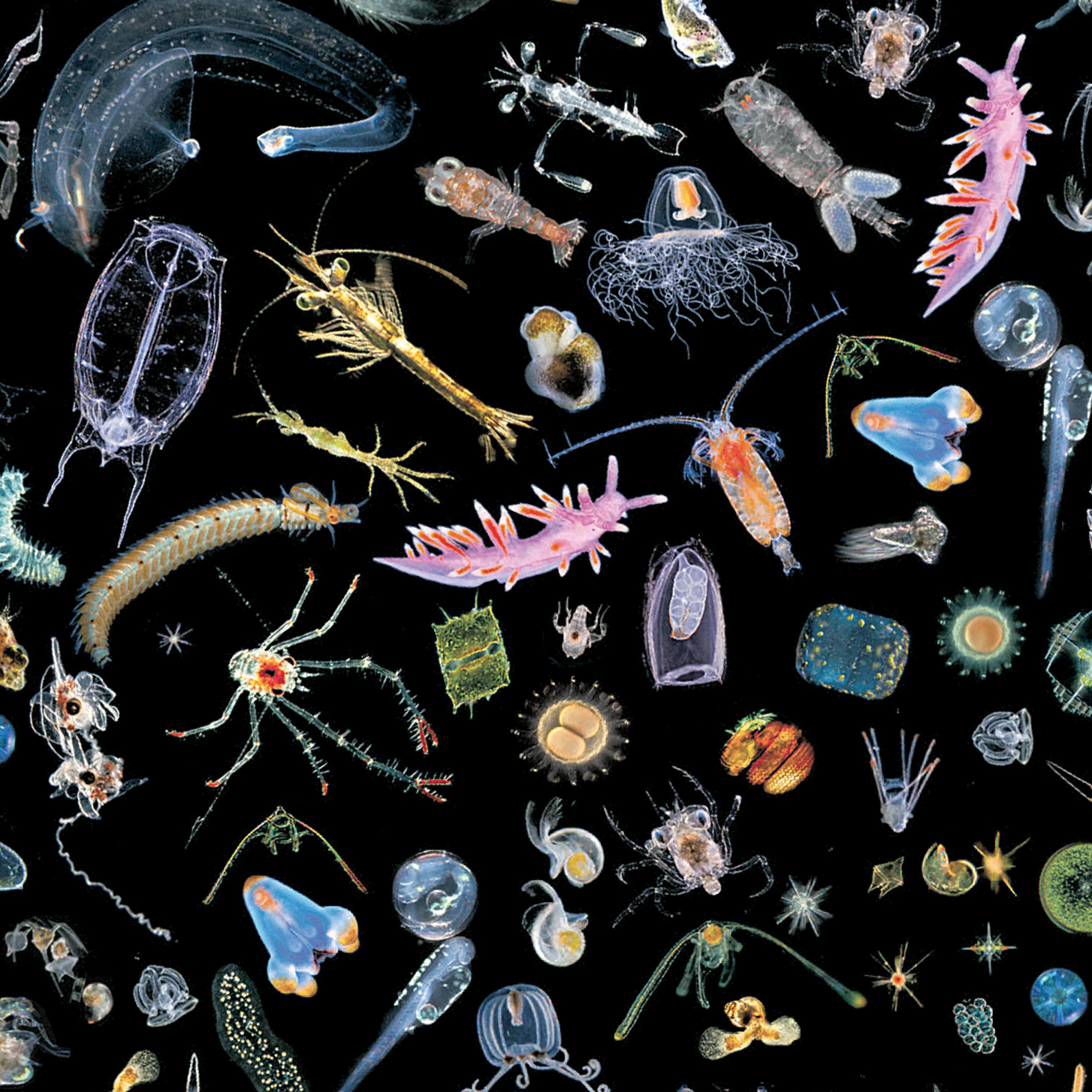 Plankton